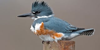 Picture of Kingfisher