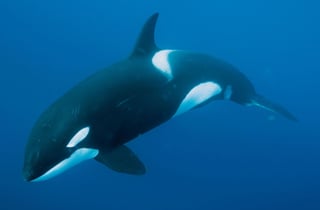 Picture of Whale
