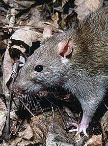 Picture of Rat