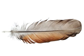 Picture of Feather