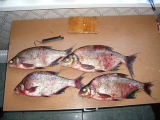 Picture of Bream