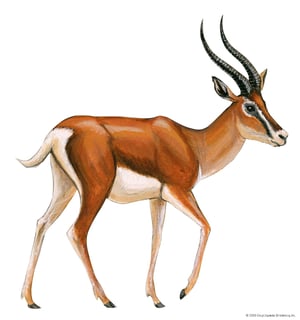 Picture of Gazelle