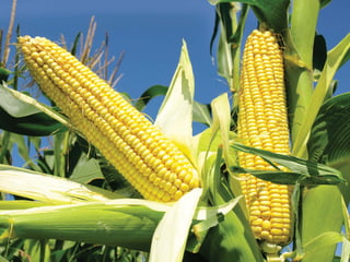 Picture of Maize