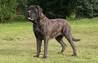 Picture of Mastiff
