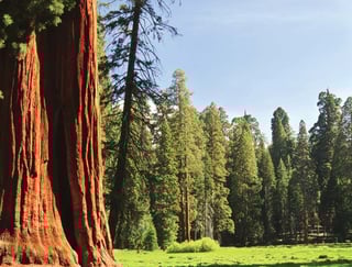 Picture of Sequoia National Forest
