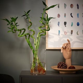 Picture of Bamboo