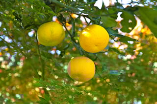 Picture of Yuzu