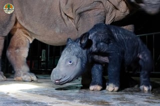 Picture of Sumatran Rhino Sanctuary