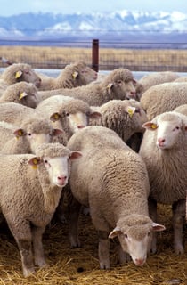 Picture of Sheep