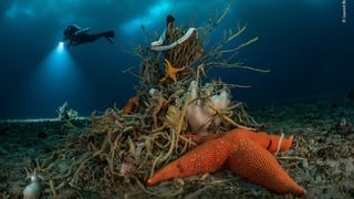 Picture of Laurent Ballesta