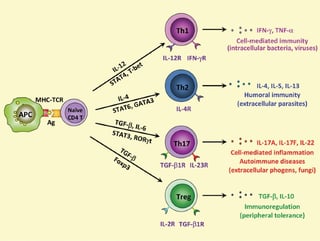 Picture of Th1 cells