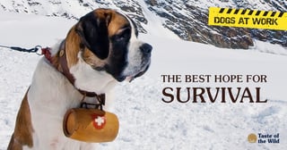 Picture of rescue dog