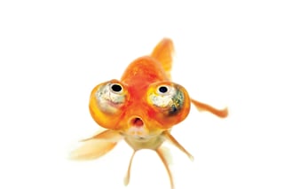 Picture of Goldfish
