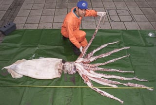Picture of Squid