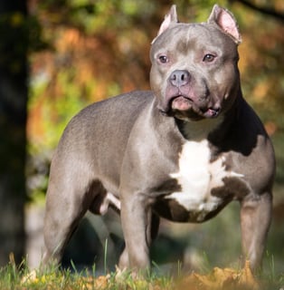 Picture of American Bully