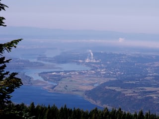 Picture of Camas