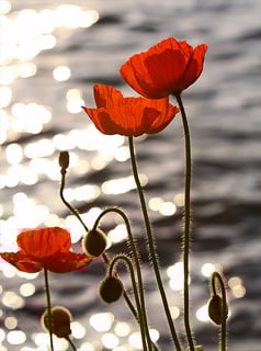 Picture of Poppy