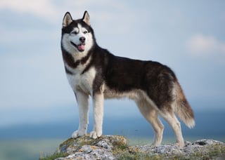 Picture of Husky