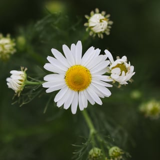 Picture of Chamomile