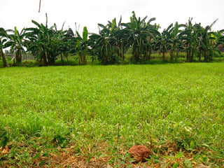 Picture of Forage