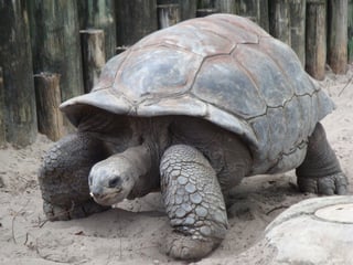Picture of Tortoise