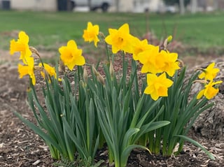 Picture of Daffodil