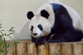 Picture of Tian Tian