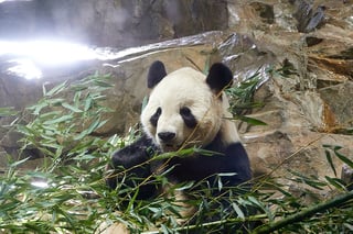 Picture of Tian Tian
