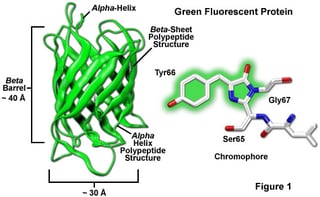 Picture of Green fluorescent protein