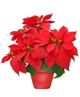 Picture of Poinsettia