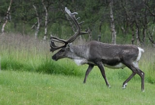 Picture of Reindeer