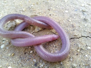 Picture of Zygaspis
