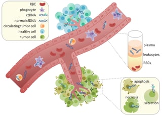 Picture of Circulating tumor DNA