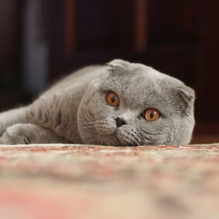 Picture of Scottish Fold