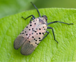 Picture of Spotted lanternfly