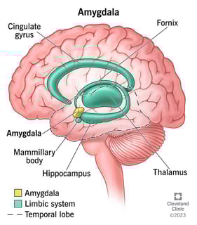 Picture of amygdala