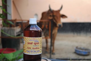 Picture of Cow urine