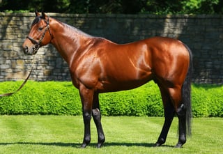 Picture of American Pharoah