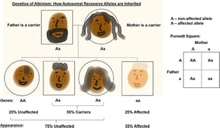 Picture of Albinism in biology
