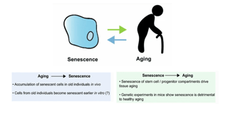 Picture of Senescence