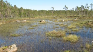 Picture of Bog