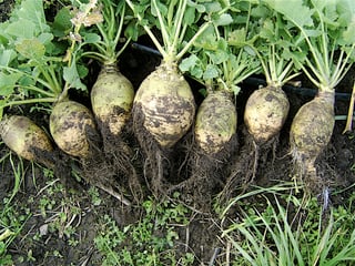 Picture of Rutabaga