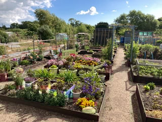 Picture of Allotment