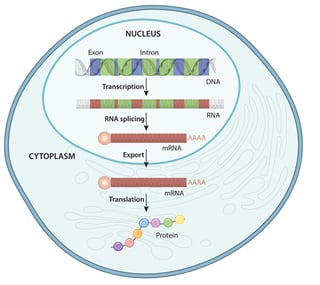 Picture of Gene expression