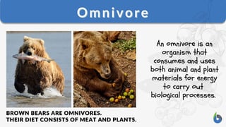 Picture of Omnivore