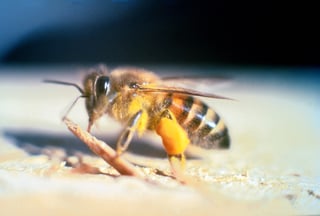 Picture of Africanized bee