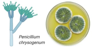Picture of Penicillium