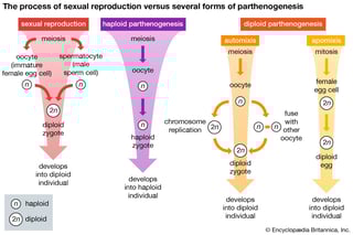 Picture of Parthenogenesis