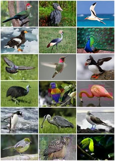 Picture of Birds