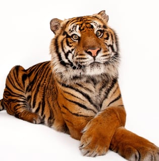 Picture of Big cat